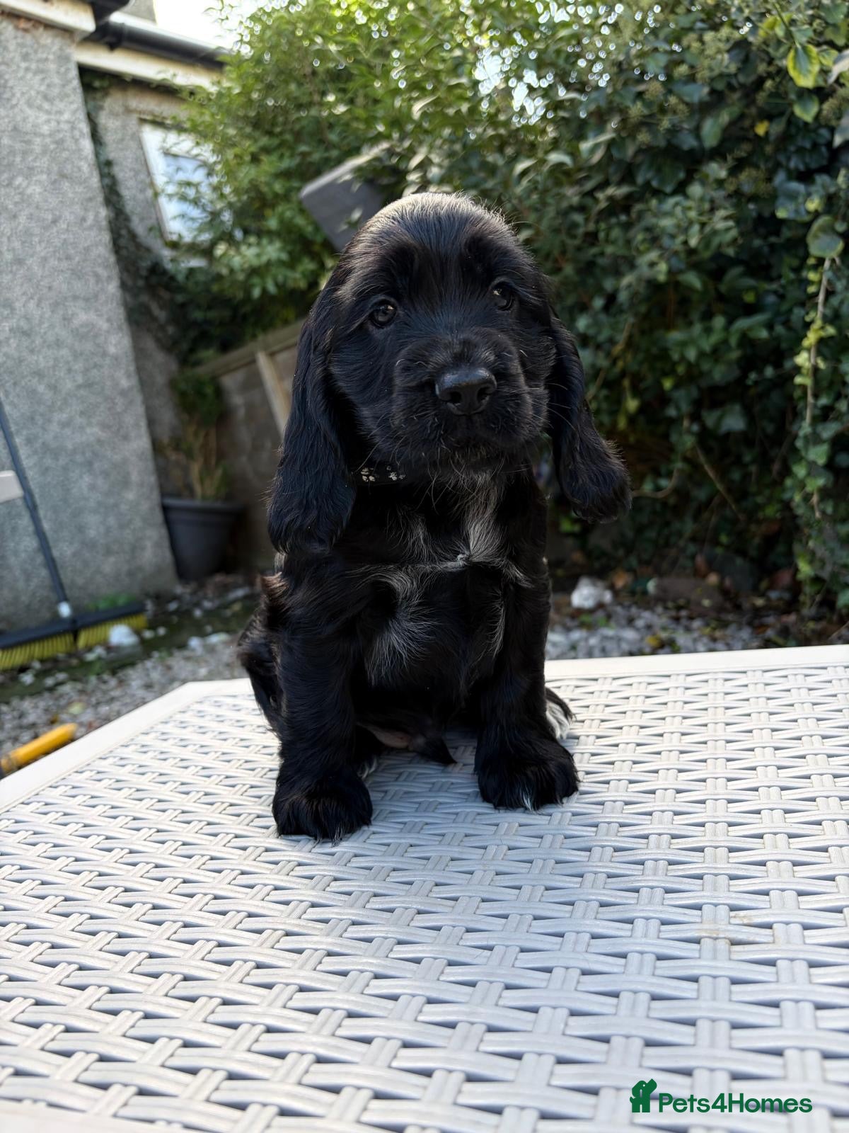 Cocker Spaniel dogs Stunning KC Show Cocker Spaniel - Advert 1