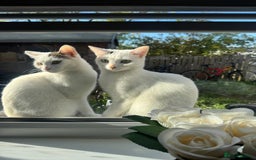Domestic Shorthair cats for sale: Snow White Cats ❄️ - Advert 3