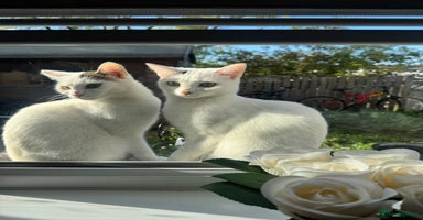 Domestic Shorthair cats - Advert 15