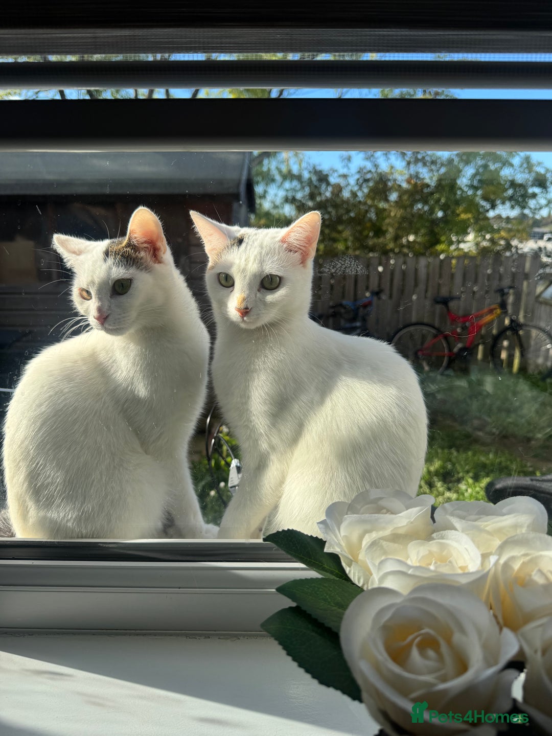 Domestic Shorthair cats for sale: Snow White Cats ❄️ - Advert 3