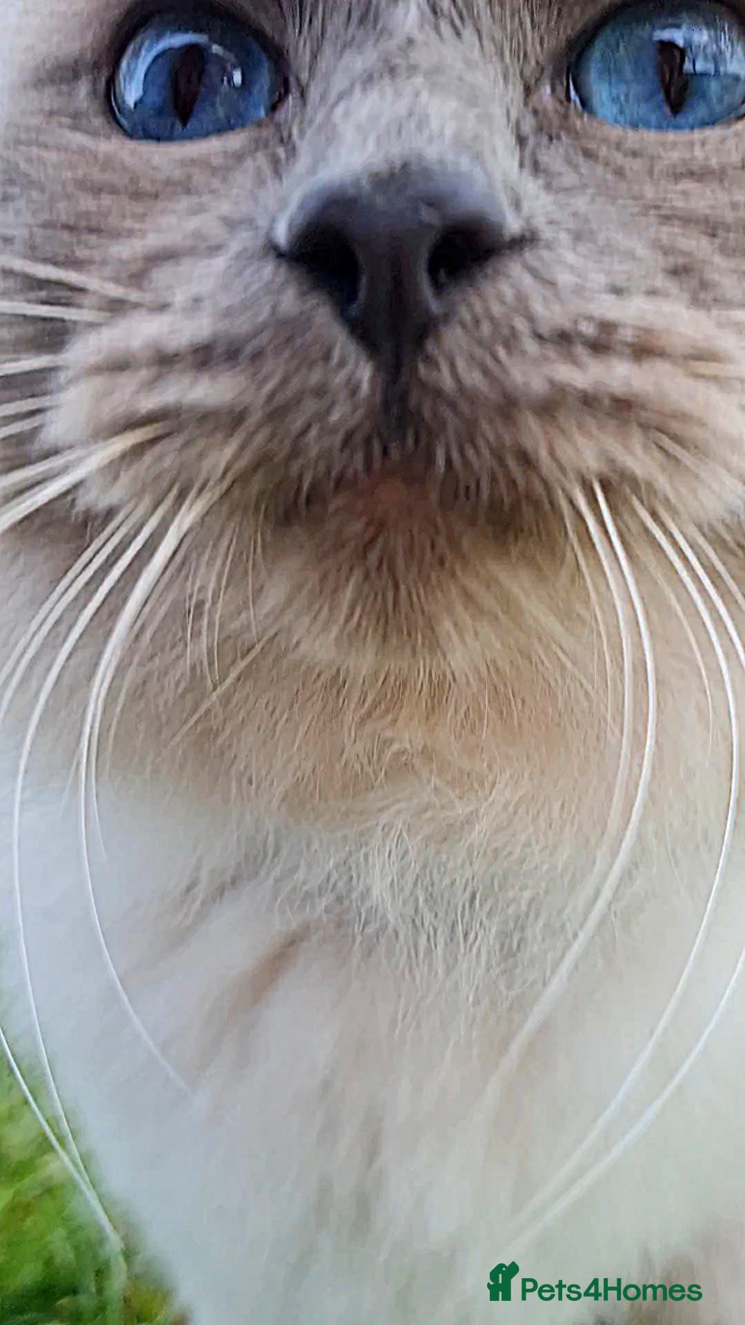 Ragdoll cats for stud: Stud Muffin in Ilkeston - Advert 4