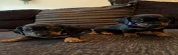 Dachshund dogs for sale: Dachshund puppies ready to go - Advert 19