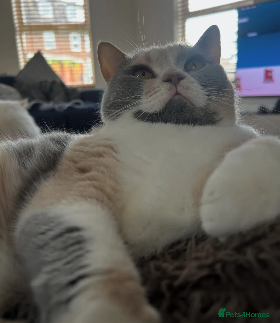 British Shorthair cats for sale: Beautiful unique girl 🤎 - Advert 2