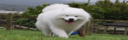 Samoyed dogs for stud: Top Quality KC Proven stud with Champion lineage  - Advert 12