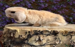 Mini Lop rabbits for sale: Harlequin Mini Lop Buck - Image 7