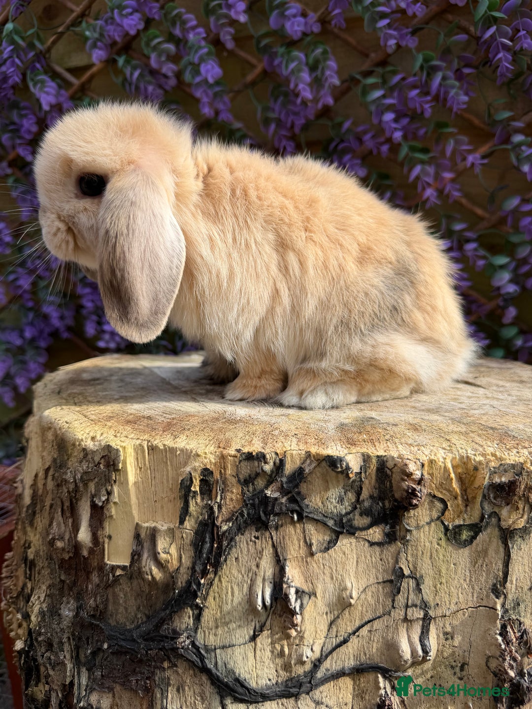 Mini Lop rabbits for sale: Harlequin Mini Lop Buck - Image 7