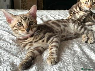 Bengal cats - Advert 13