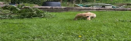 Labrador Retriever dogs for sale: Outstanding litter of Labrador pups  - Advert 8