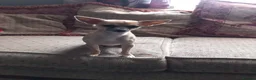 Chihuahua dogs for sale: barnsley  - Advert 4