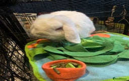 Mini Lop rabbits for sale: Piglet, Stanley and freddy - Advert 10