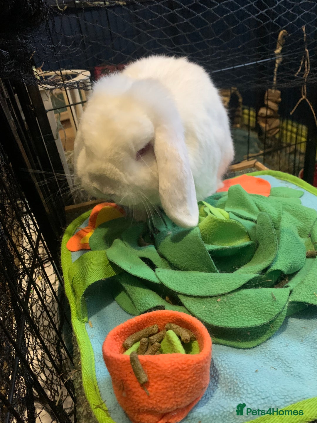 Mini Lop rabbits for sale: Piglet, Stanley and freddy - Advert 10