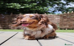 Miniature Dachshund dogs for sale: Chocolate Dapple with Blue Eyes  - Image 3