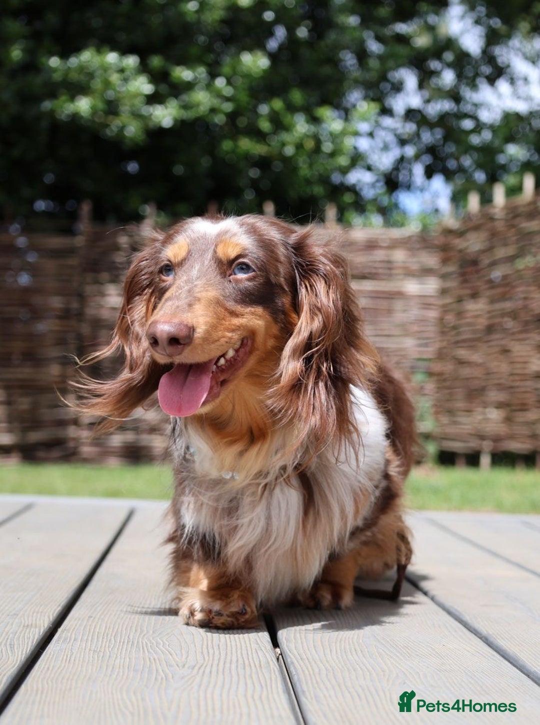 Miniature Dachshund dogs for sale: Chocolate Dapple with Blue Eyes  - Image 3