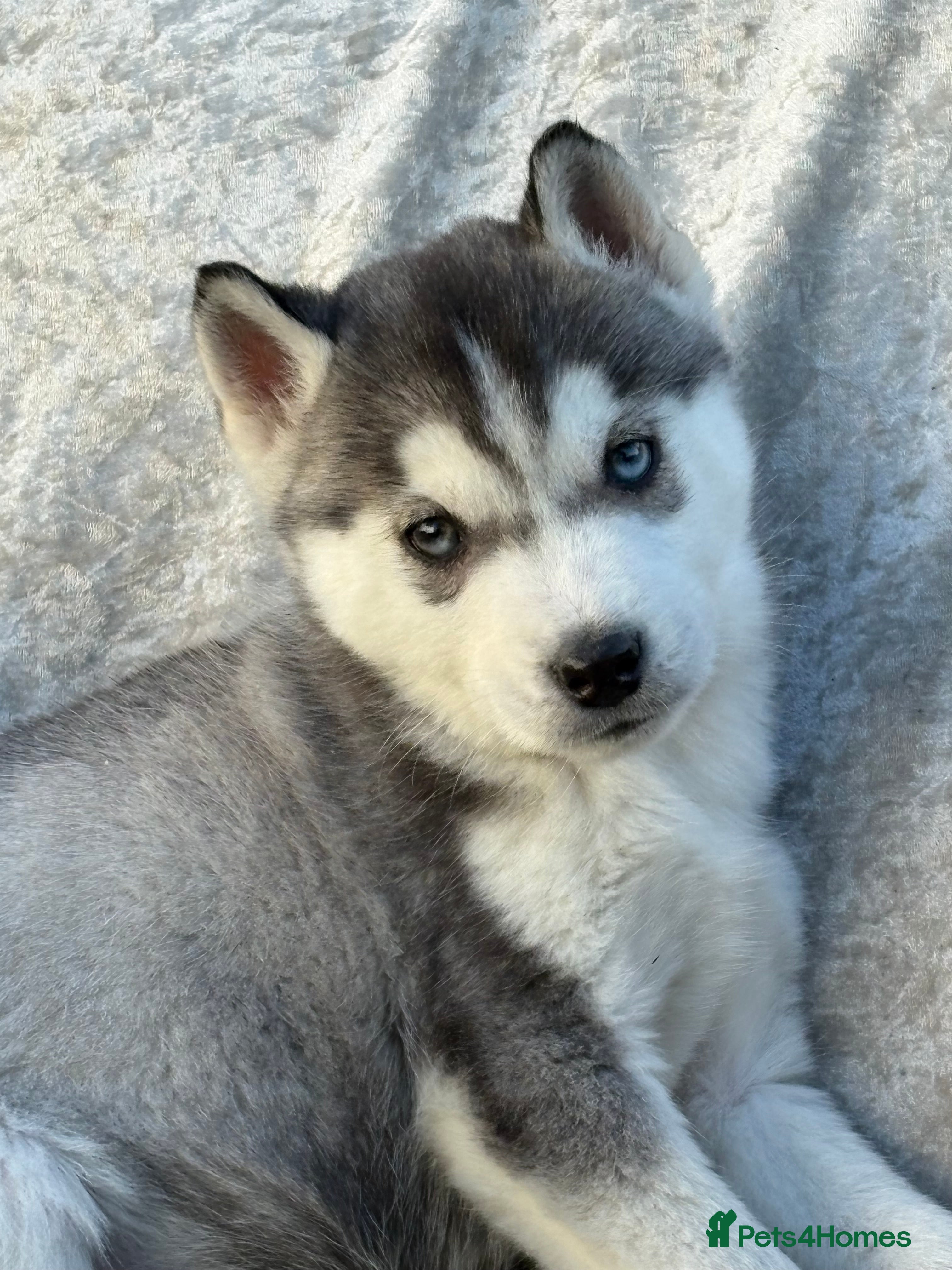 Siberian Husky dogs Siberian husky puppies - Advert 6