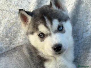 Siberian Husky dogs Siberian husky puppies - Advert 6