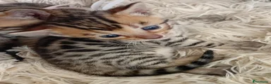 Bengal 4