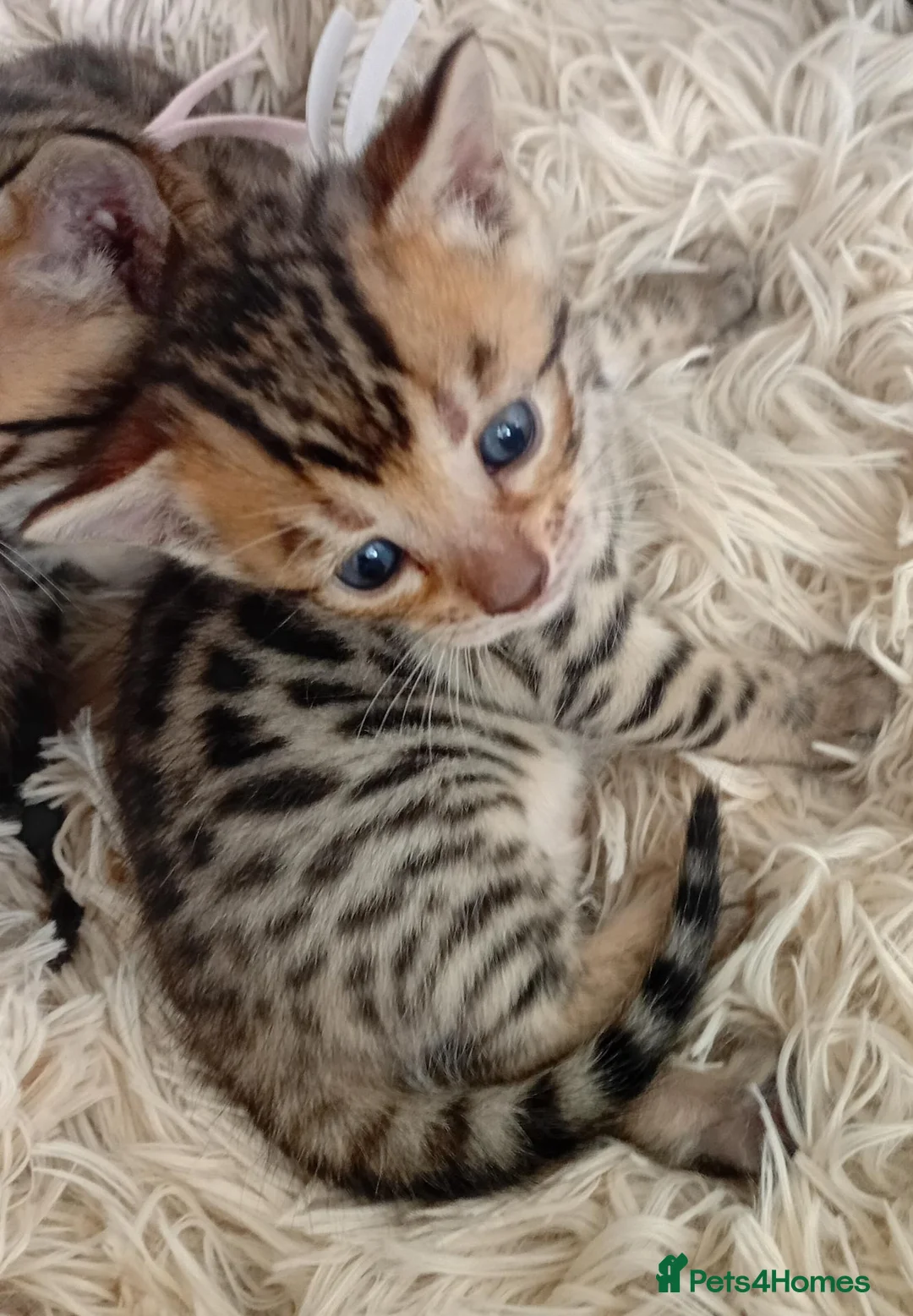 Bengal cats for sale: 5 beautiful full breed bengal kits - Advert 9
