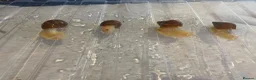 Snails invertebrates for sale: African land snails - Advert 2