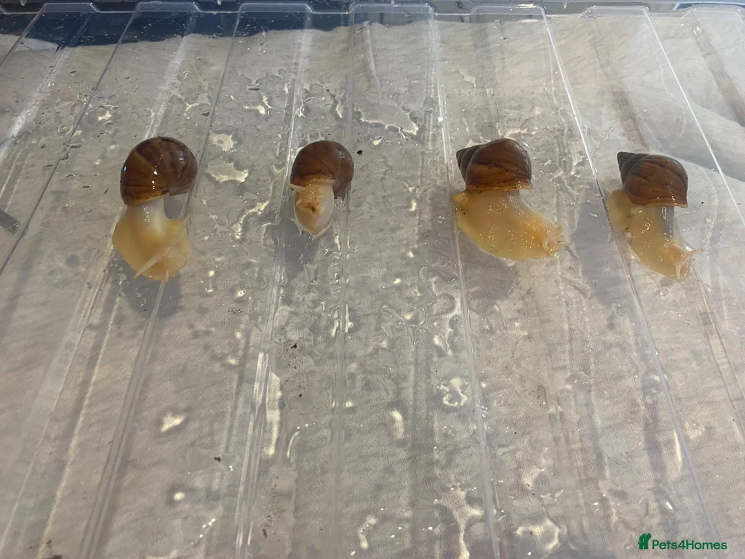 Snails invertebrates for sale: African land snails - Advert 2
