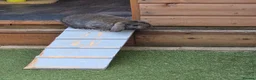 Mini Lop rabbits for sale: 2 gorgeous mini lop bunnies in Clacton-on-Sea - Advert 6