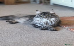 Maine Coon cats for sale: Maine coon girl stunning  - Image 4