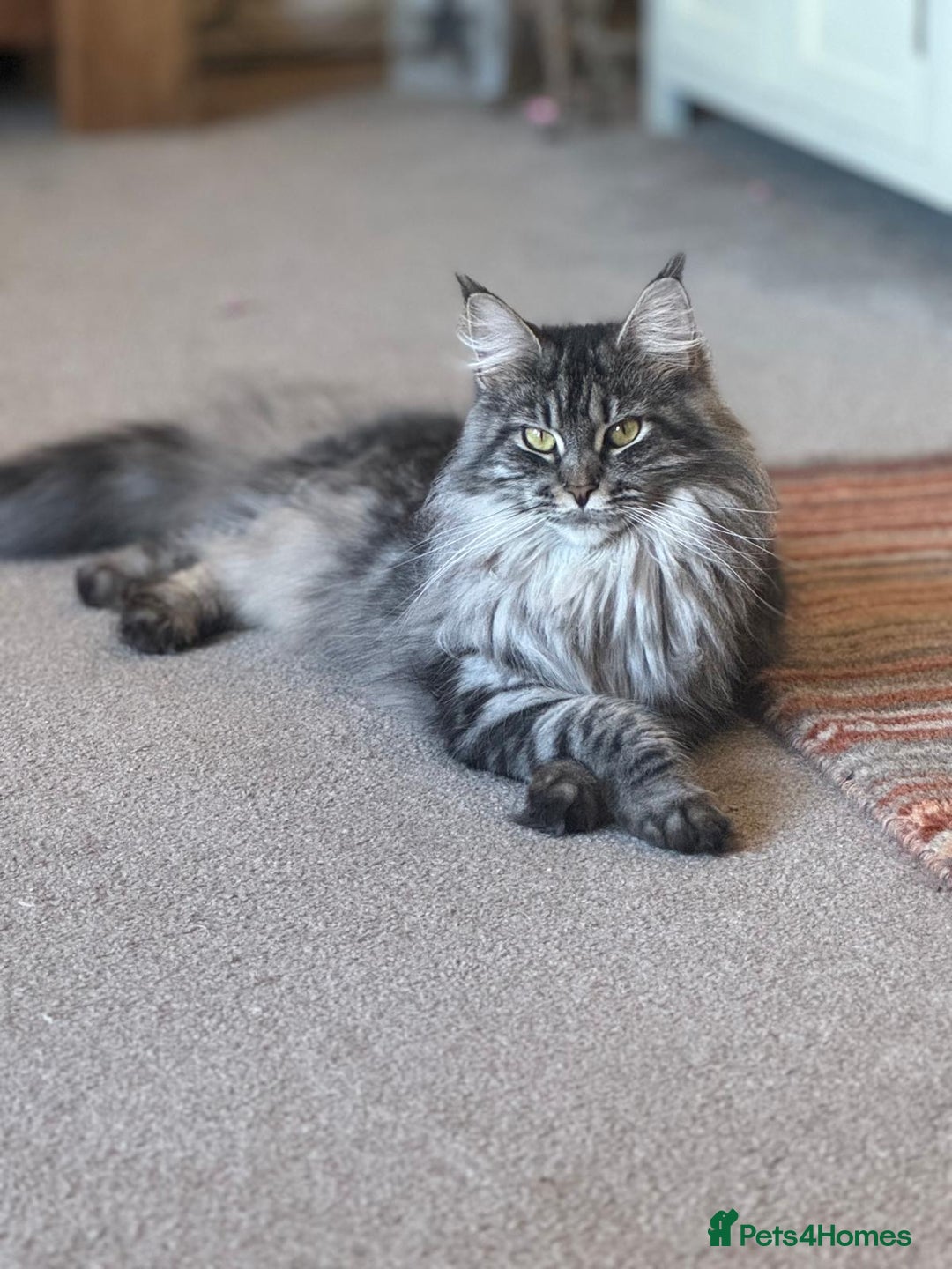 Maine Coon cats for sale: Maine coon girl stunning  - Image 4