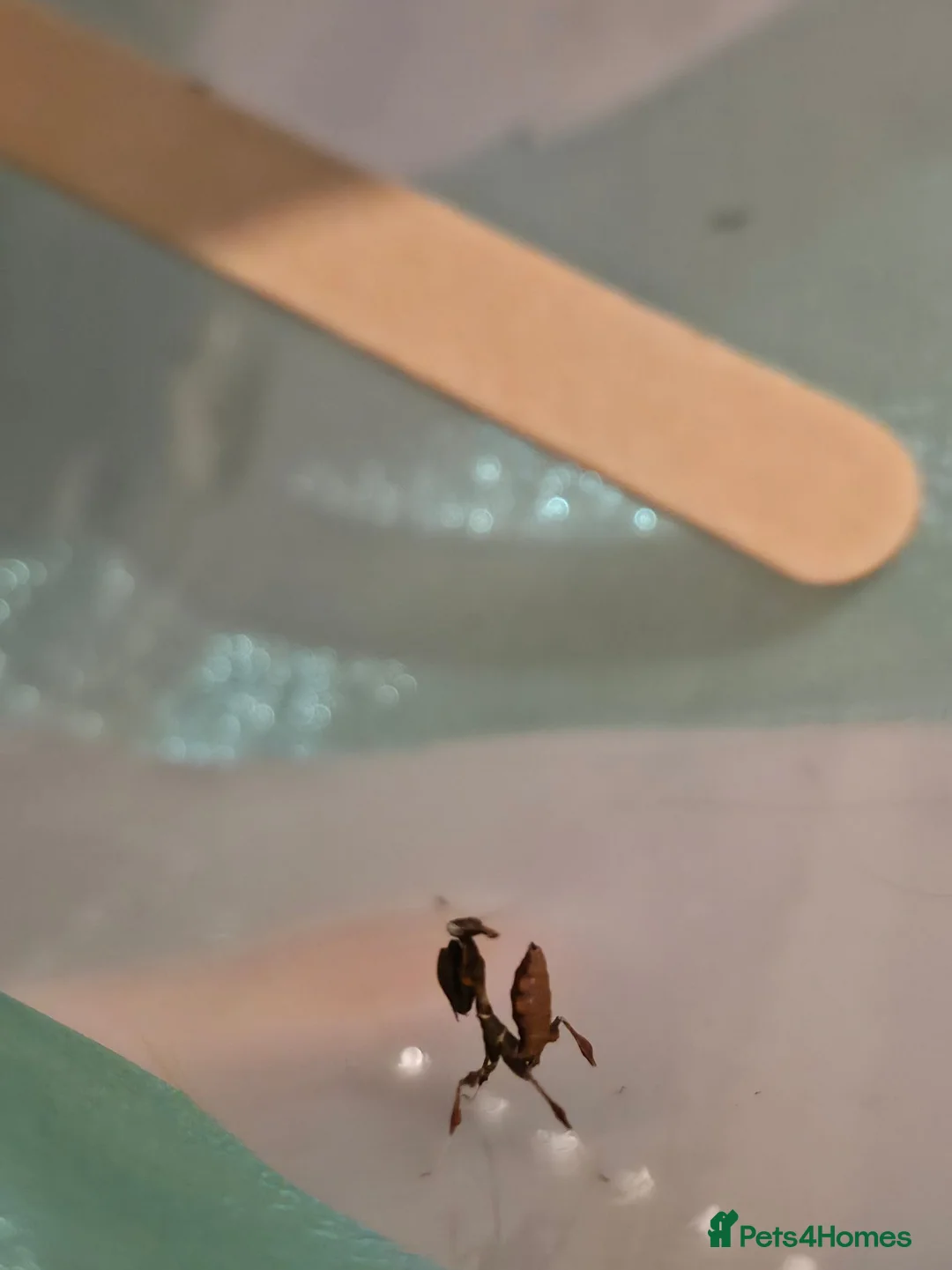 Praying Mantis invertebrates for sale: Ghost Mantis Nymph L2/3  - Advert 3