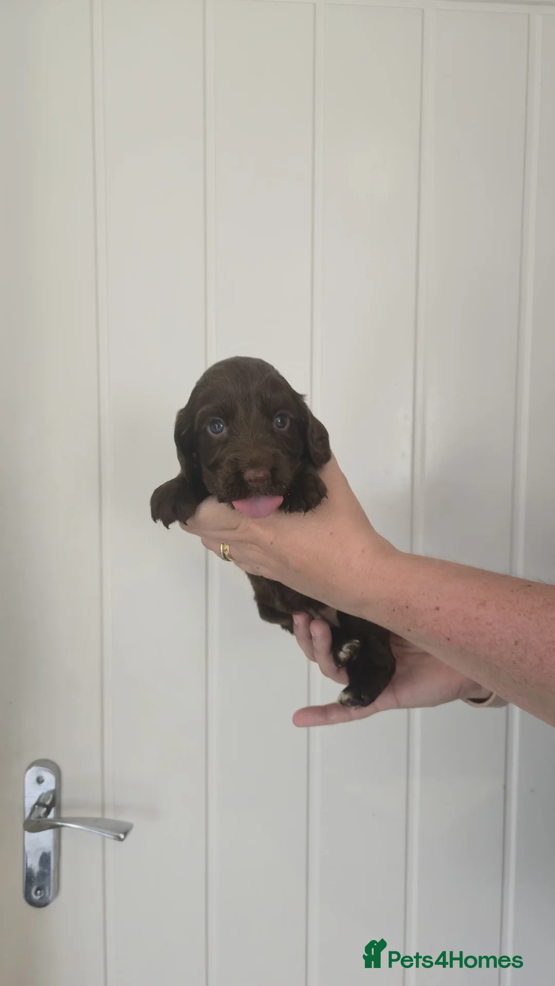 Mixed Breed dogs for sale: Cocker Spaniel Puppies - Advert 2