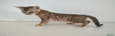 Maya