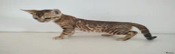 Bengal cats for sale: Bengal kittens - Advert 2