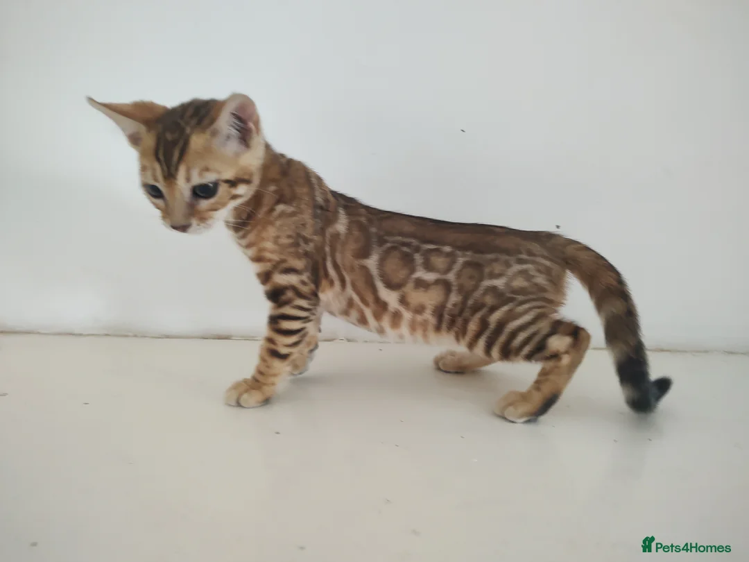 Bengal cats for sale: Bengal kittens - Advert 2