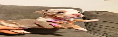 Olde English Bulldogge 3