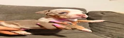 Olde English Bulldogge dogs for sale: Stunning puppies - Advert 28