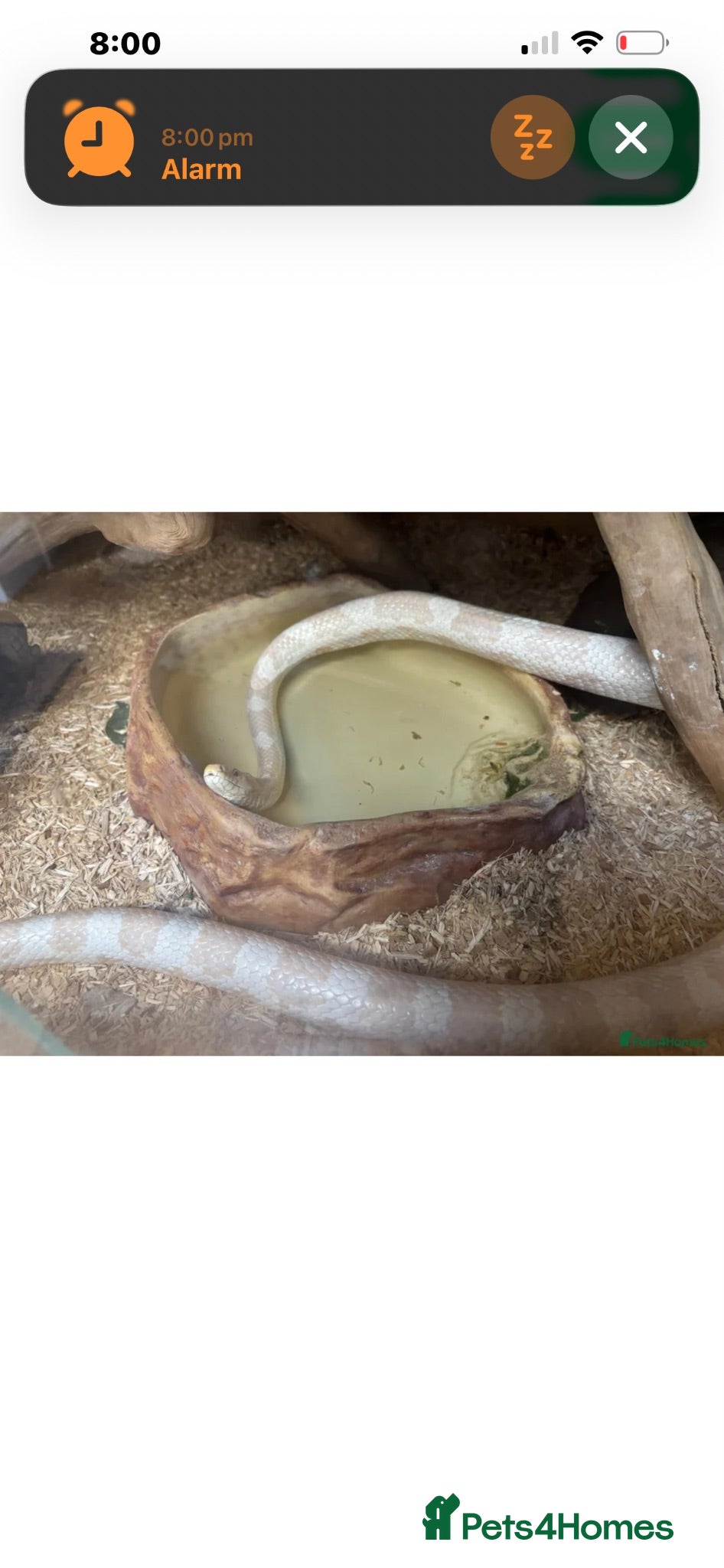 Corn Snake reptiles Albino corn snake  - Advert 17