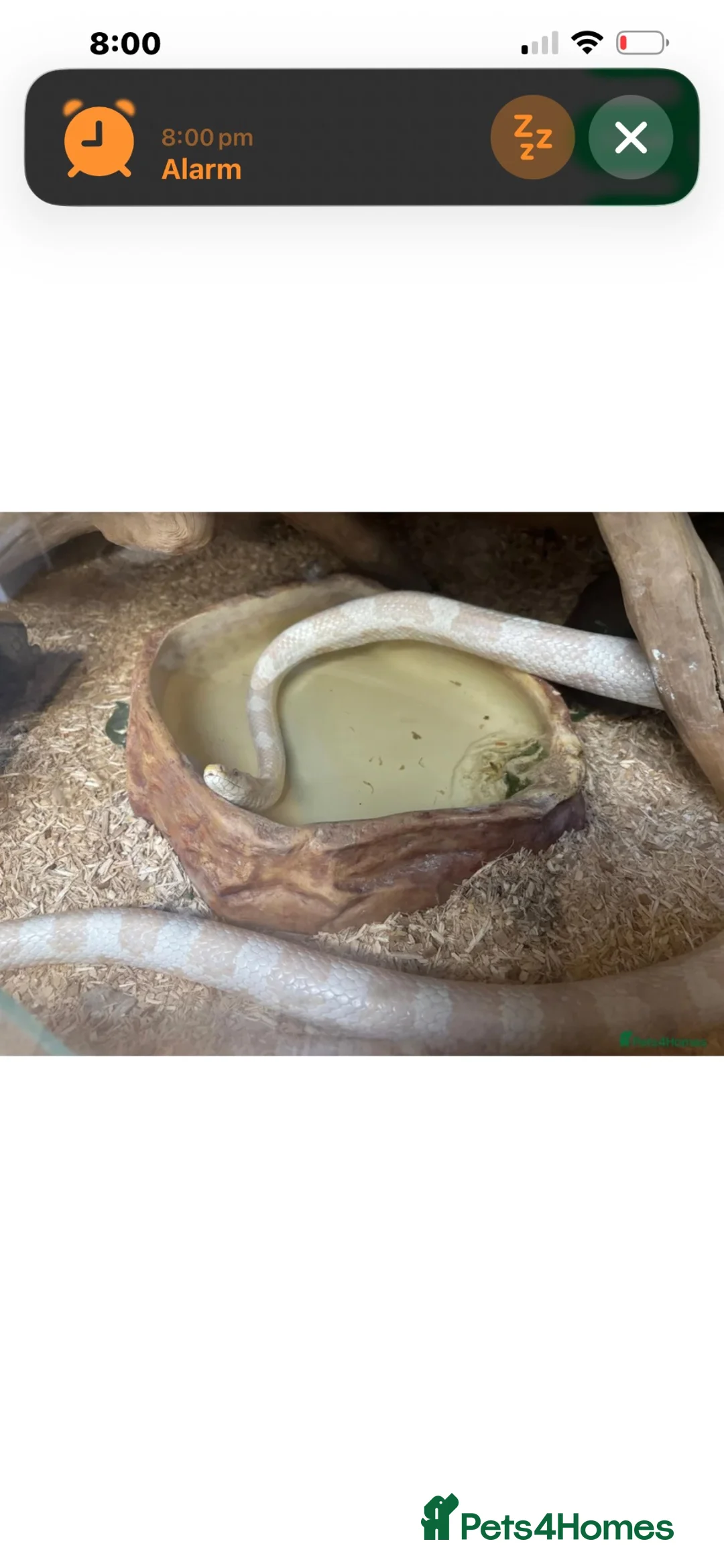 Corn Snake reptiles for sale: Albino corn snake  - Advert 1