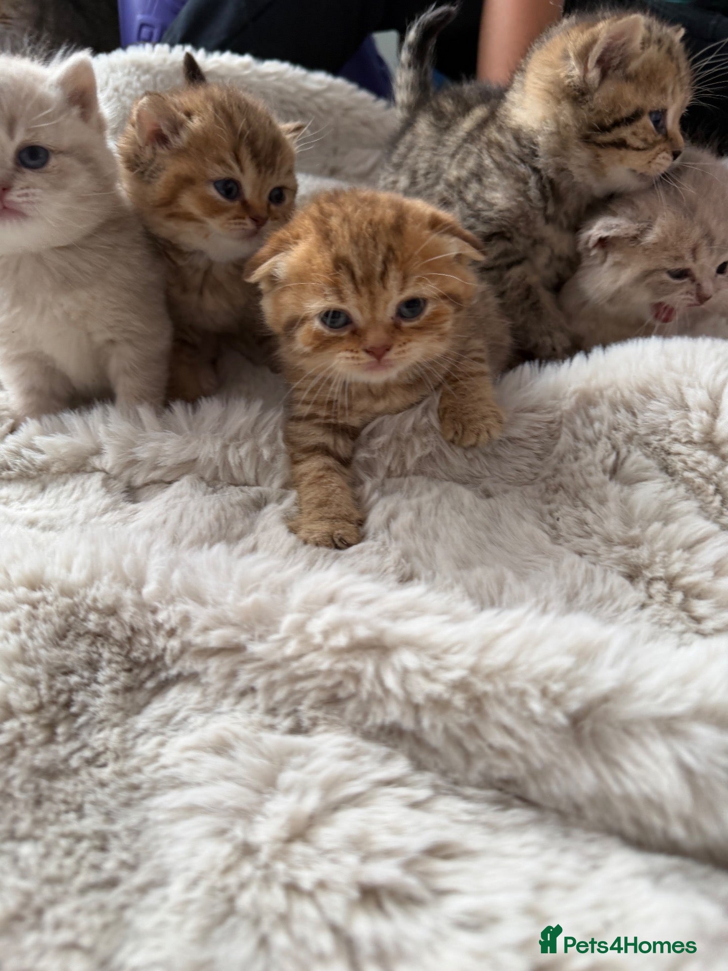 Scottish Fold cats Exceptional litter of Scottish fold/ straight😍😍 - Advert 1