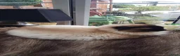 Mixed Breed cats for sale: Burmese crossed with Ragdoll  kittens  - Advert 3