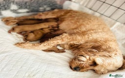 Cavapoo dogs for sale: Stunning fox red f1b Cavapoo puppies - Image 5