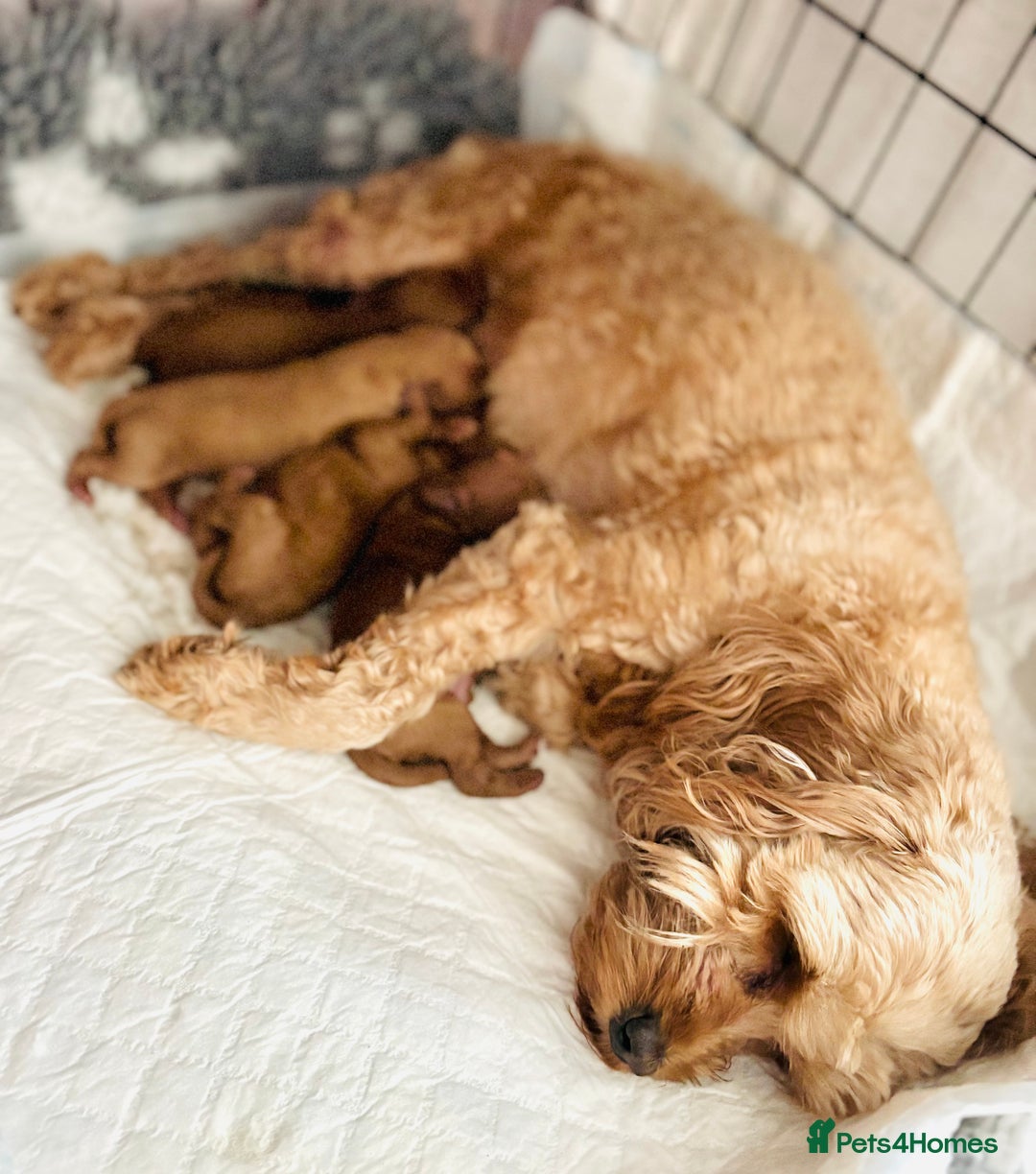 Cavapoo dogs for sale: Stunning fox red f1b Cavapoo puppies - Image 5