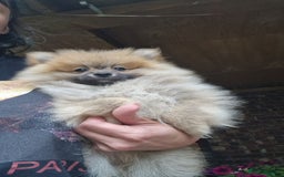 Pomeranian dogs for sale: Amazing Pomeranian color Beige Champion Line - Image 22