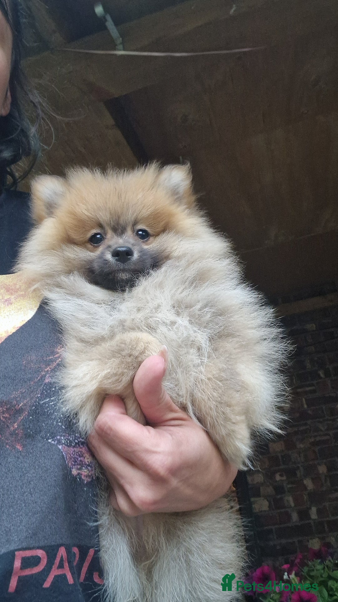 Pomeranian dogs for sale: Amazing Pomeranian color Beige Champion Line - Image 22