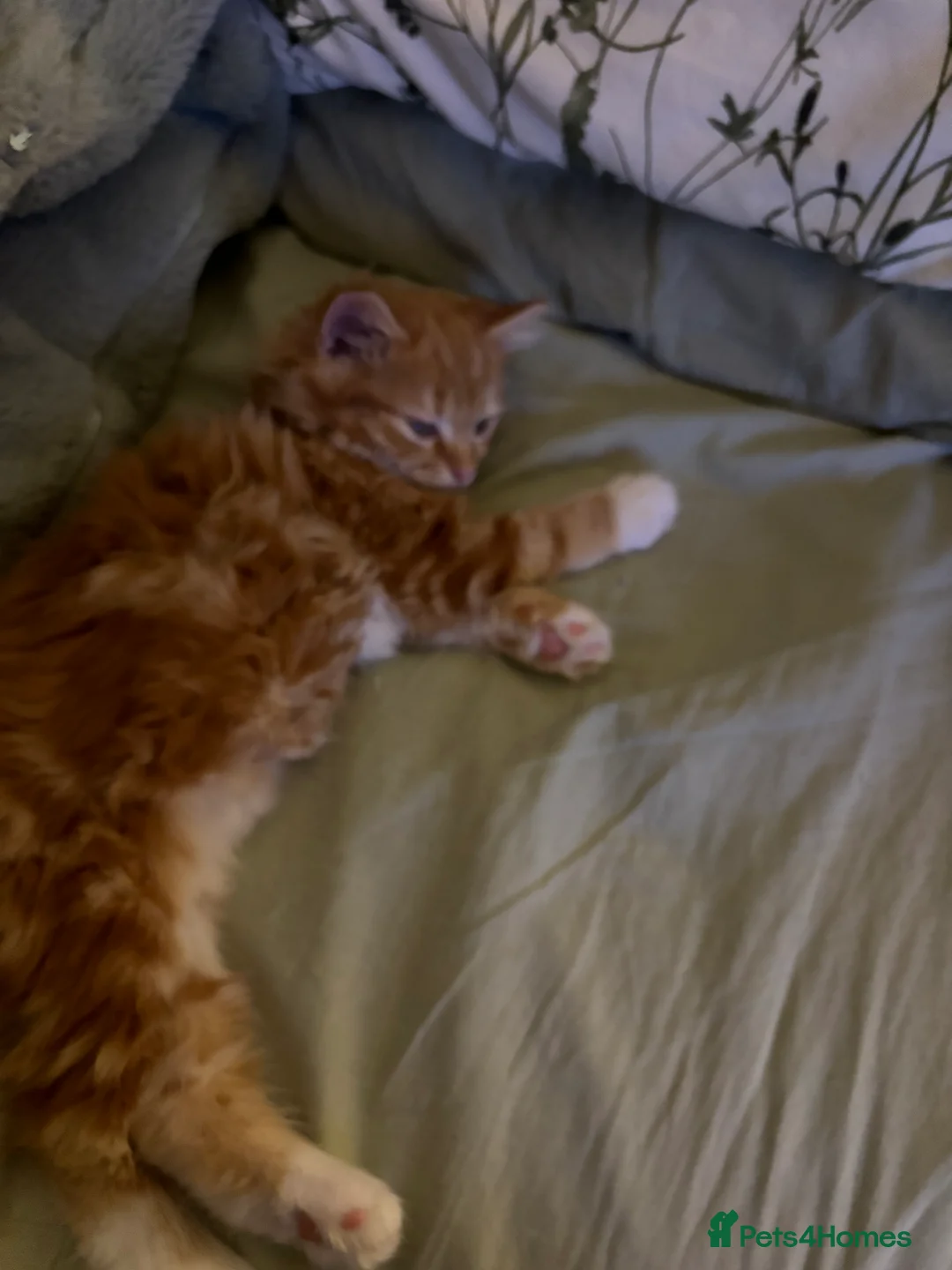 Domestic Shorthair cats for sale: 2 bonded beautiful little girls - Advert 5