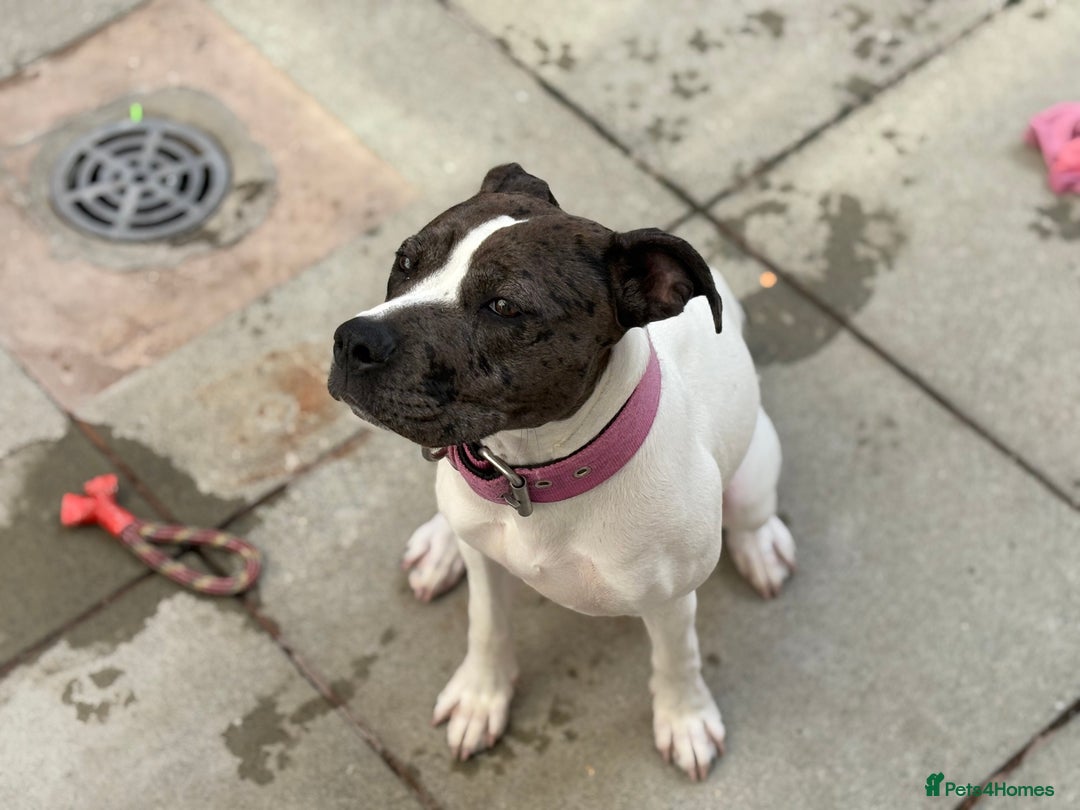 Mixed Breed dogs for sale: Female dog  - Image 4