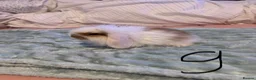 French Lop rabbits for sale: Mini lop x French lop baby’s for sale  - Advert 10