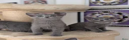 Russian Blue cats for sale: Full Pedigree American Line Russian Blue  - Advert 2