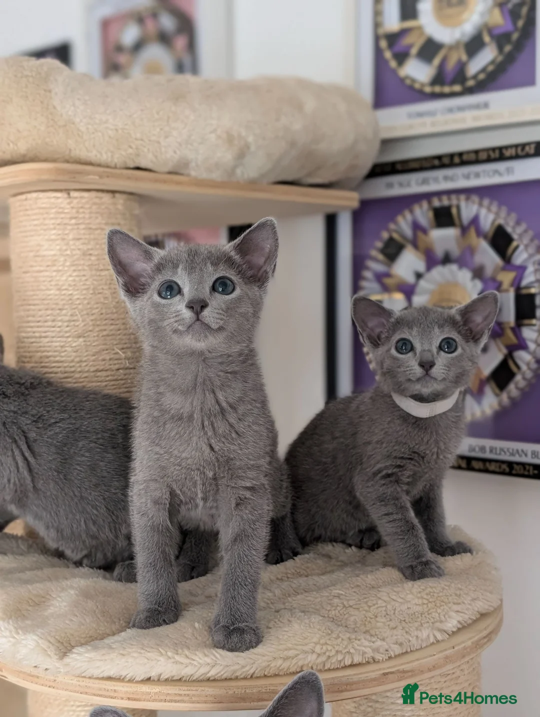 Russian Blue cats for sale: Full Pedigree American Line Russian Blue  - Advert 2