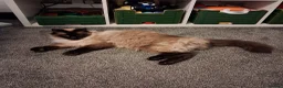 Ragdoll cats for sale: Handsome boy in Newbury - Advert 13
