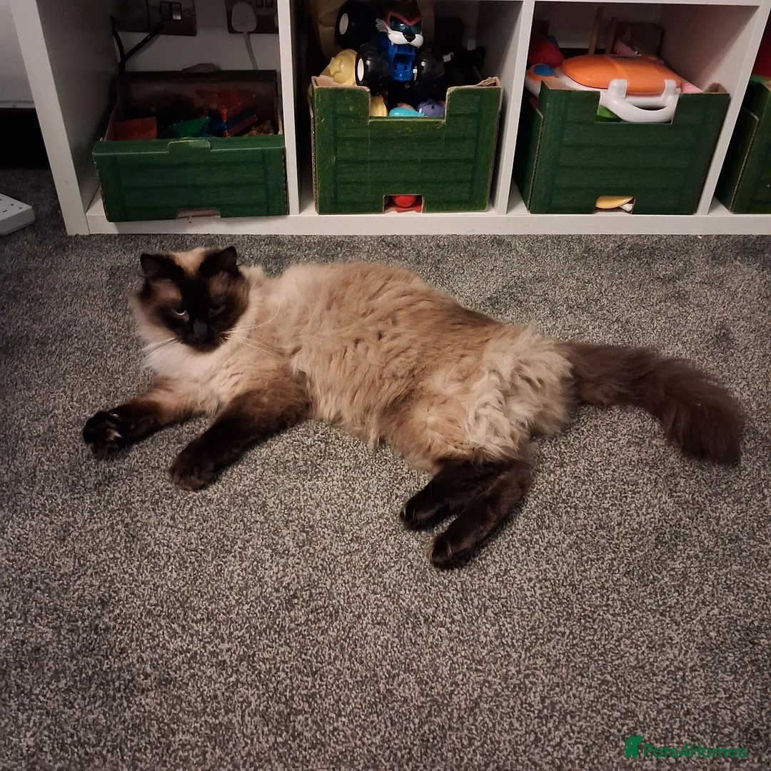 Ragdoll cats for sale: Handsome boy in Newbury - Advert 13
