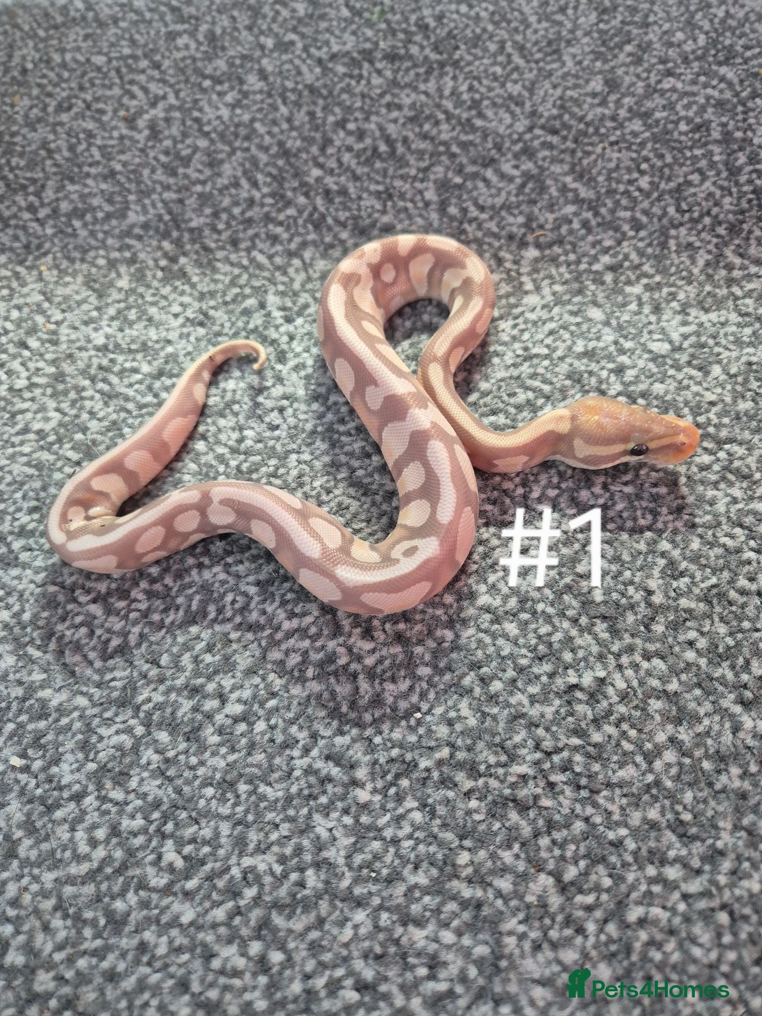 Python Snake reptiles Juvenile ball pythons  - Advert 1