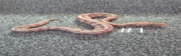 Python Snake reptiles for sale: Juvenile ball pythons  - Advert 1
